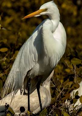 Regal Snowy Egret