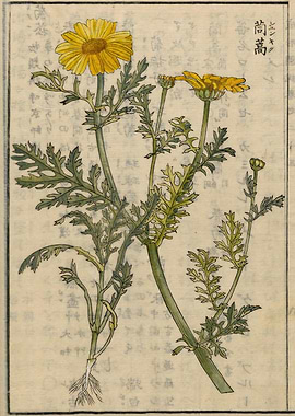 chrysanthemum greens