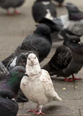 White Pigeon Stands Apart
