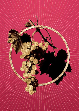 Viva Magenta Muscat Grape