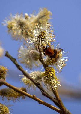 meadow bumblebee on tree