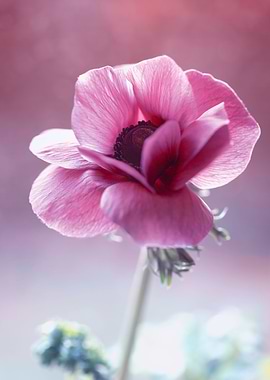 Pink anemone,macro,flowers
