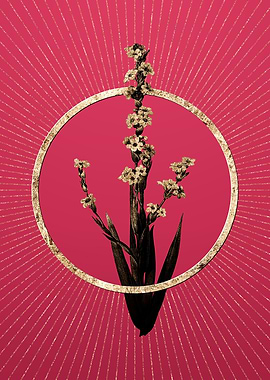 Pale Yellow Eyed Grass