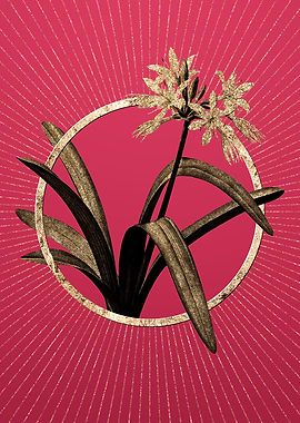 Gold Pancratium Illyricum