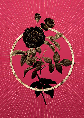 One Hundred Leaved Rose