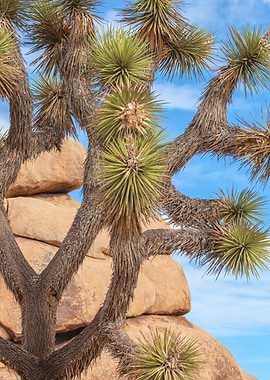 Joshua Tree