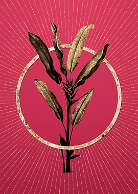 Gold Parrot Heliconia