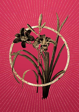 Orange Day Lily on Magenta