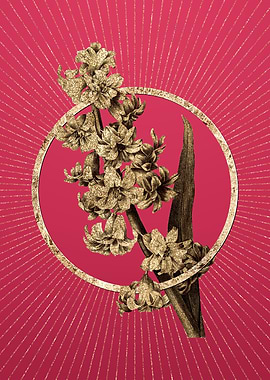 Gold Oriental Hyacinth