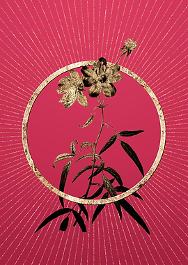 Gold Peach Leaved Rose