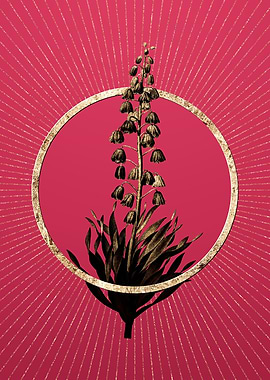 Viva Magenta Persian Lily