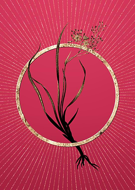 Gold Phalangium Bicolor