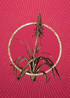 Pina Cortadora on Magenta