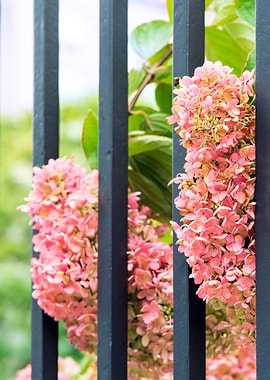Pink Hydrangeas Iron Fence