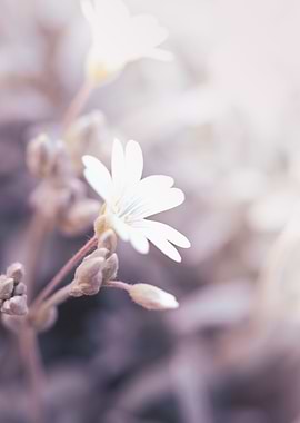 White flower