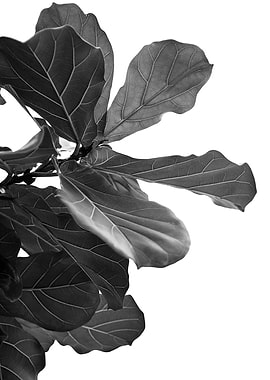 Minimal Fiddle Leaf Fig 1