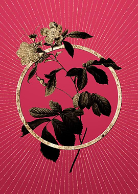 Gold Pink Alpine Roses