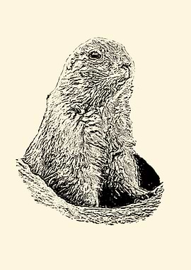 Prairie dog
