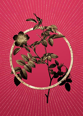 Gold Pink Alpine Rose