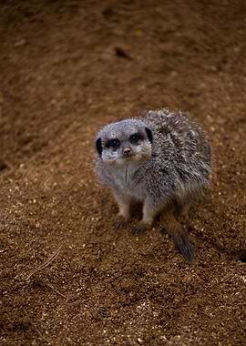 Meerkat