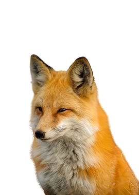 Fox Animal