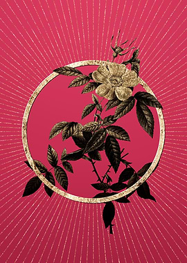 Gold Pink Boursault Rose