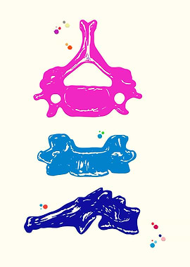 Sixth cervical vertebra