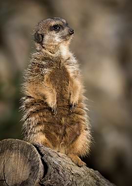 Meerkat