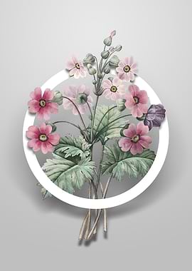 The Chinese Primrose Art