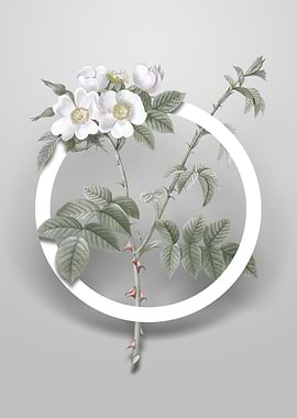 White Flowered Rose Flower