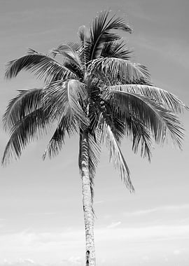 Palm Tree Beach Dream 3