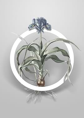 Iris Scorpiodes Flower Art