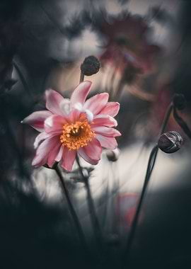 Japanese anemones, macro