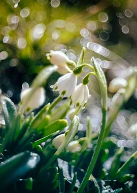 Spring snowdrops, macro