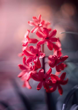 Red Hyacinth, macro
