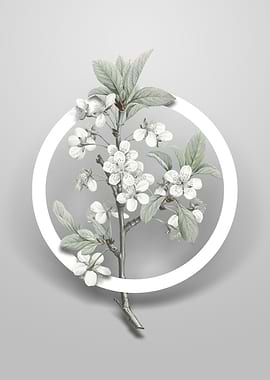 Vintage White Plum Flower