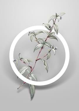 Vintage Birdbill DayFlower