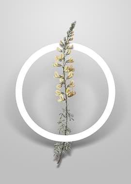 Vintage Adenocarpus Flower