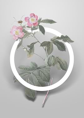 Pink Alpine Roses Flower