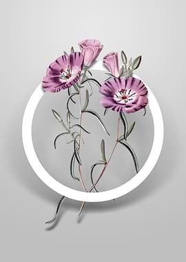 Purple Chilian Primrose