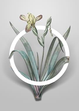 Hungarian Iris Flower Art