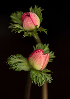 Anemone flowers