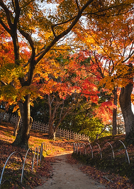 Autumn trees in Okayama