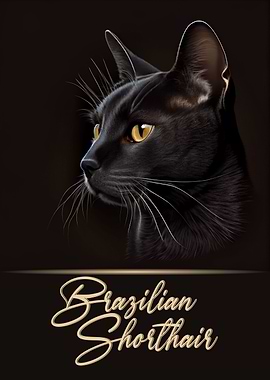 Brazilian Shorthair