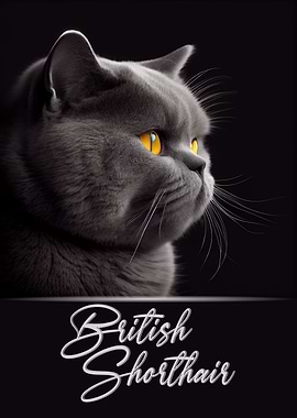 Adorable British Shorthair