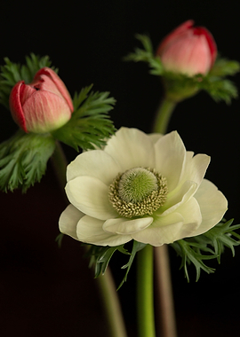 Anemone
