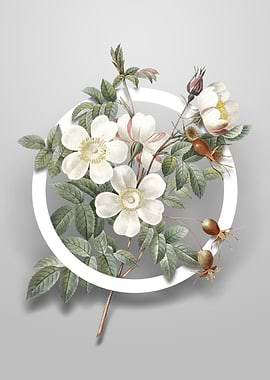 White Candolle Rose Flower