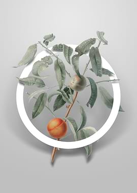Vintage Peach Flower Art