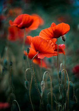 Red poppy flowers, macro