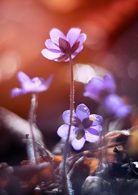 Hepatica nobilis flowers